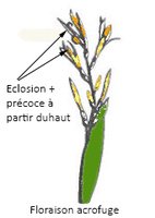 Acrofuge