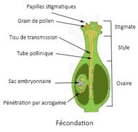 Acrogamie