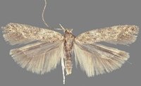 Tuta absoluta