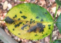 Diplocarpon rosae