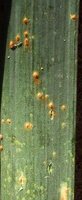 Puccinia allii