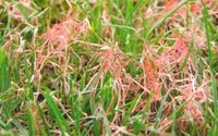 Laetisaria fuciformis