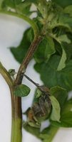 Phytophthora infestans