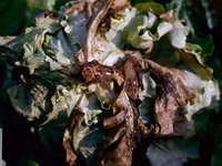 Sclerotinia sclerotiorum