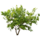 Arbuste