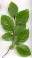 fagus