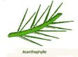 acanthophylle