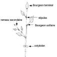 bourgeon axillaire