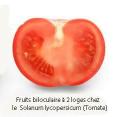 biloculaire tomate