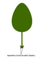 stipule appendice