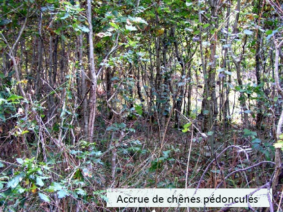 accrue