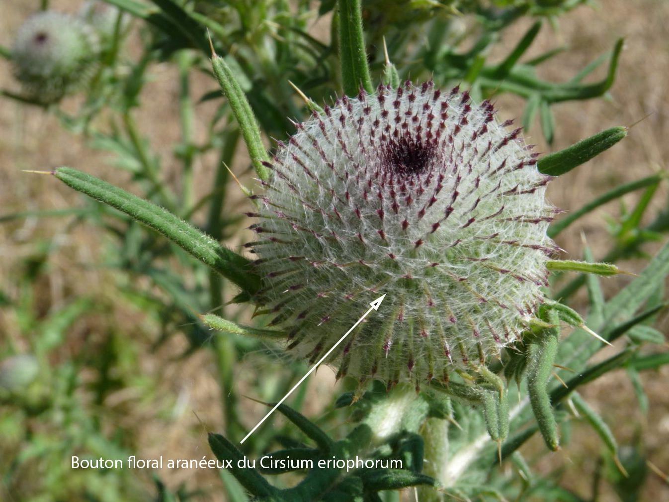 Cirsium eriophorum