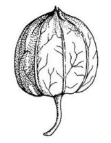 accrescent