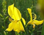 spartium