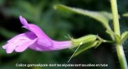 calice calamintha grandiflora