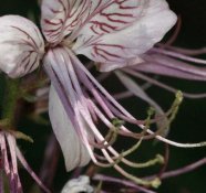 dictamnus