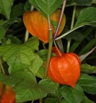 physalis alkekengi 2