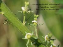 fruits axillaires reseda lutea