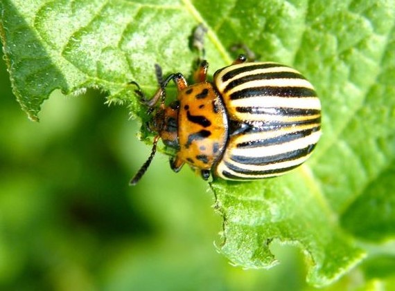 bioagresseur