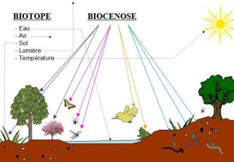 ecosysteme