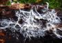 mycelium