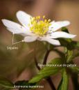 anemone nemorosa apetale
