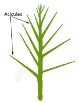 acicule2