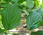 acrodrome cornus