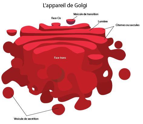 appareil golgi