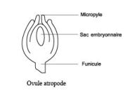 atropode