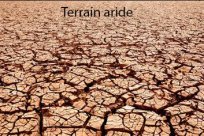 aride