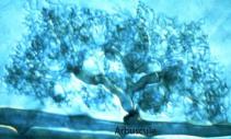 arbuscule 2