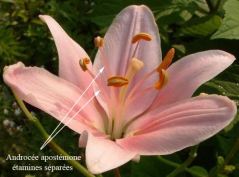 apostemone
