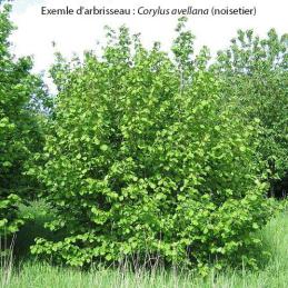 arbrisseau corylus avellana