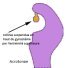 acrotonae