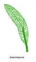 anastomose
