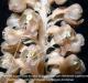 acrotonae neottia nidus avis