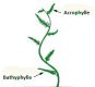 acrophylle