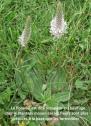 acropete plantain moyen