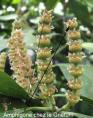 amphigone gnetum