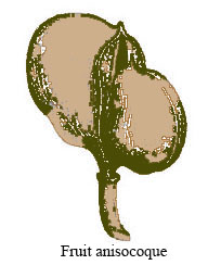 anisocoque