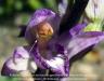 acrotonae limodorum arbotivum