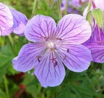 Bisexue Geranium pratens