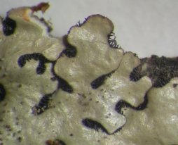 Bulbothrix