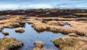 Bog