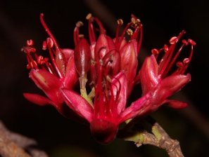 Brachypetale