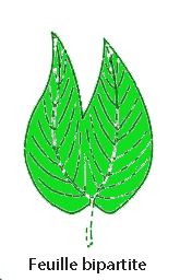 bipartite