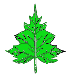 bipennatifide