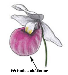 calceiforme