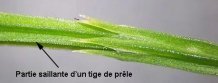 carene prele